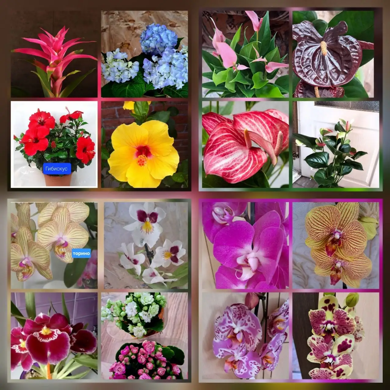 Продам комнатные и садовые цветы - Растения (Хобби и отдых) в Красноярск