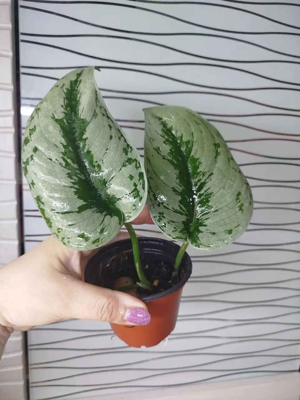 Сциндапсус Экзотика с новым листом - Комнатные растения (Хобби и отдых) в Красноярск