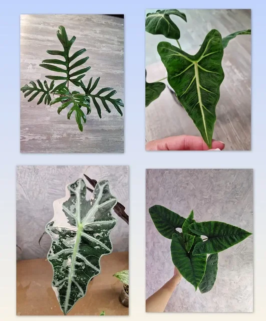 Продажа клубней комнатных растений - Туризм и отдых в Барнаул