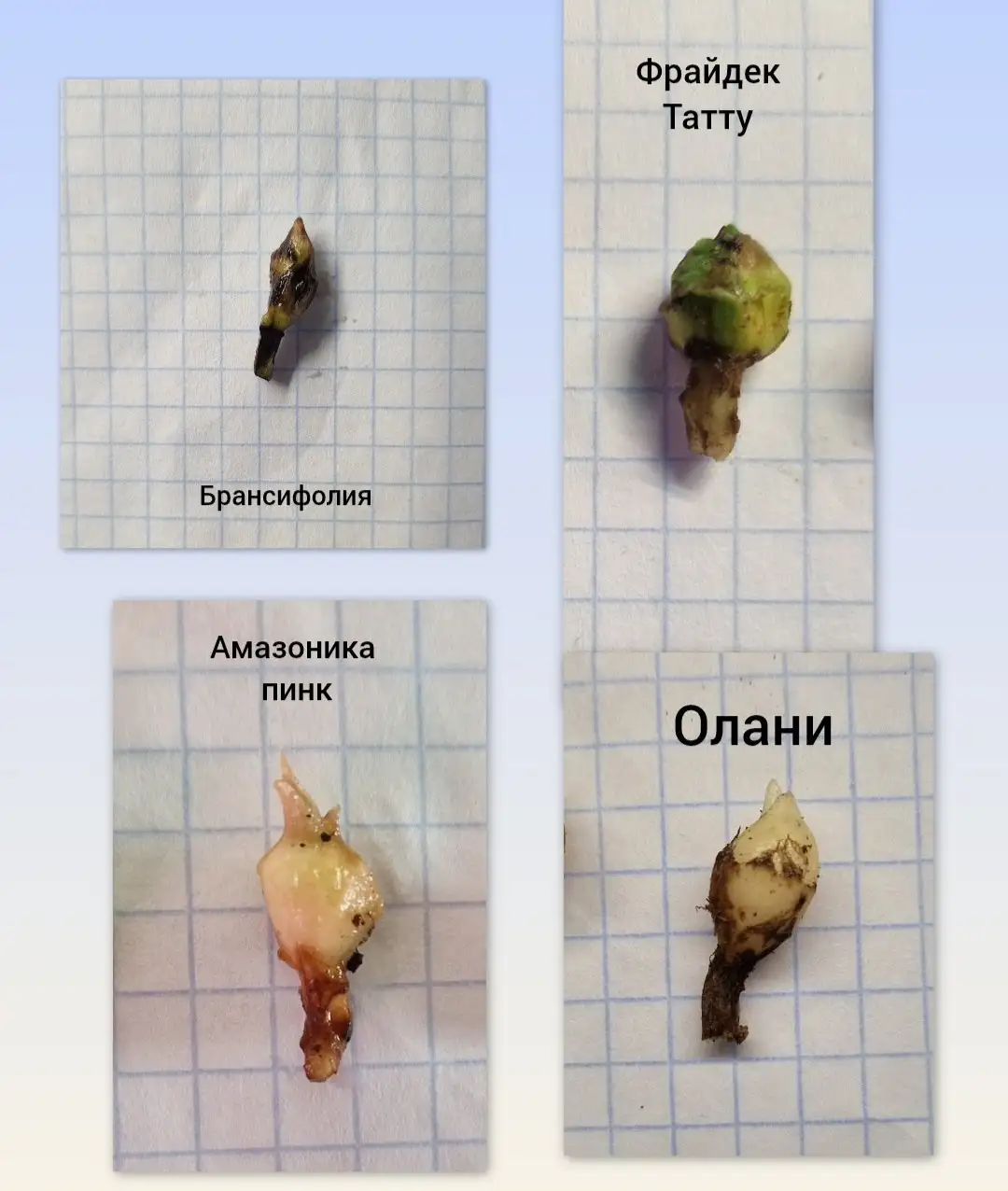 Продажа клубней комнатных растений - Комнатные растения (Хобби и отдых) в Барнаул