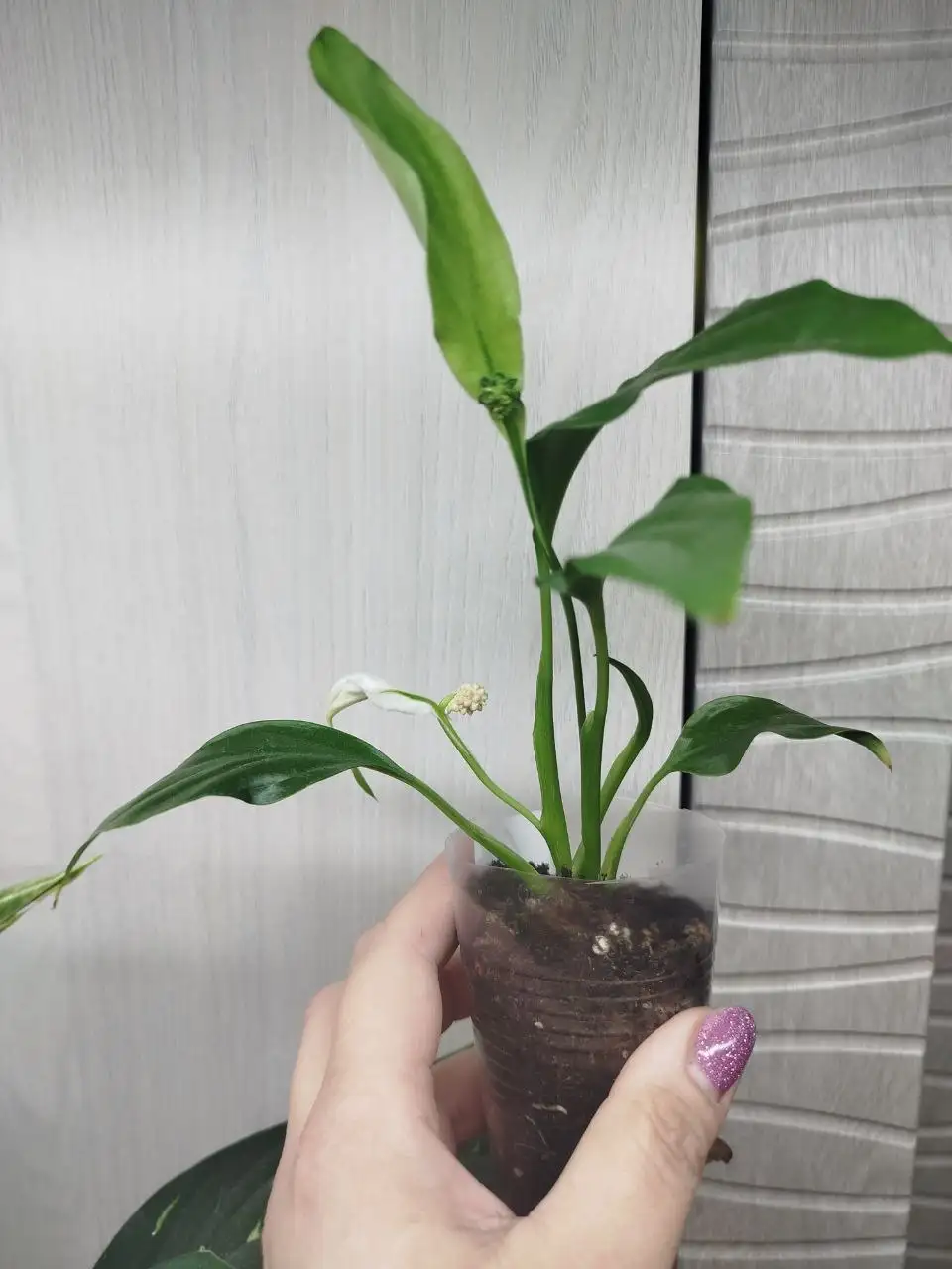 Спатифиллум Шопен с бутонами - Комнатные растения (Для дома и дачи) в Красноярск