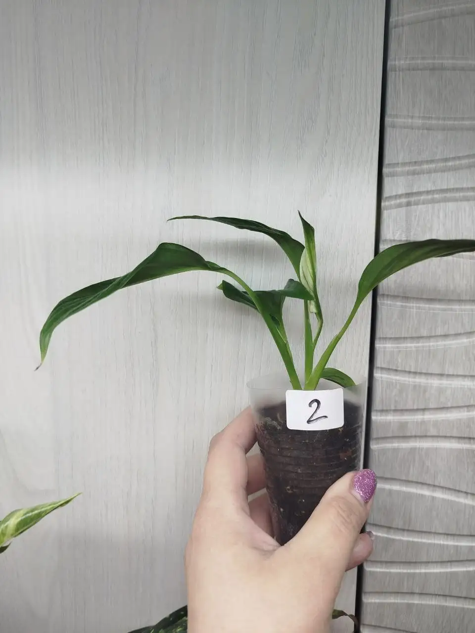 Спатифиллум Шопен с бутонами - Комнатные растения (Для дома и дачи) в Красноярск