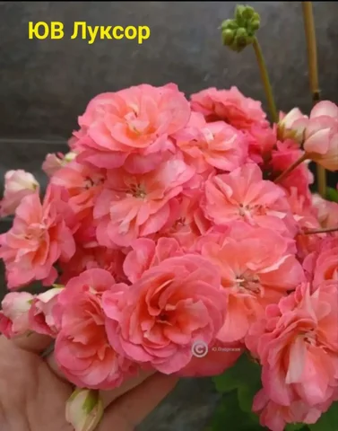 Продам пеларгонию ЮВ-Луксор в 0,5 стакане - Садоводство/Растения в Красноярск