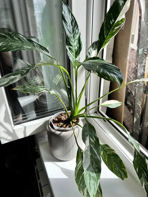 Продажа комнатных растений - Садоводство/Растения в Красноярск