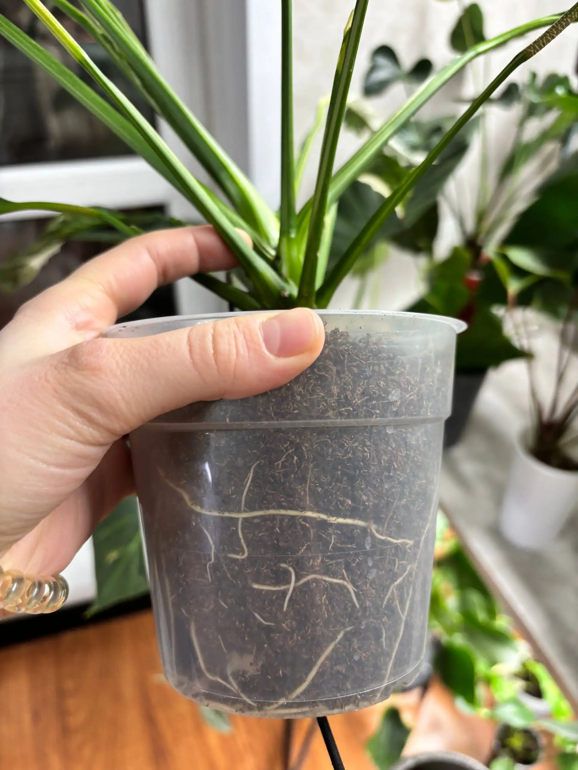 Продажа комнатных растений - Комнатные растения (Хобби и отдых) в Красноярск