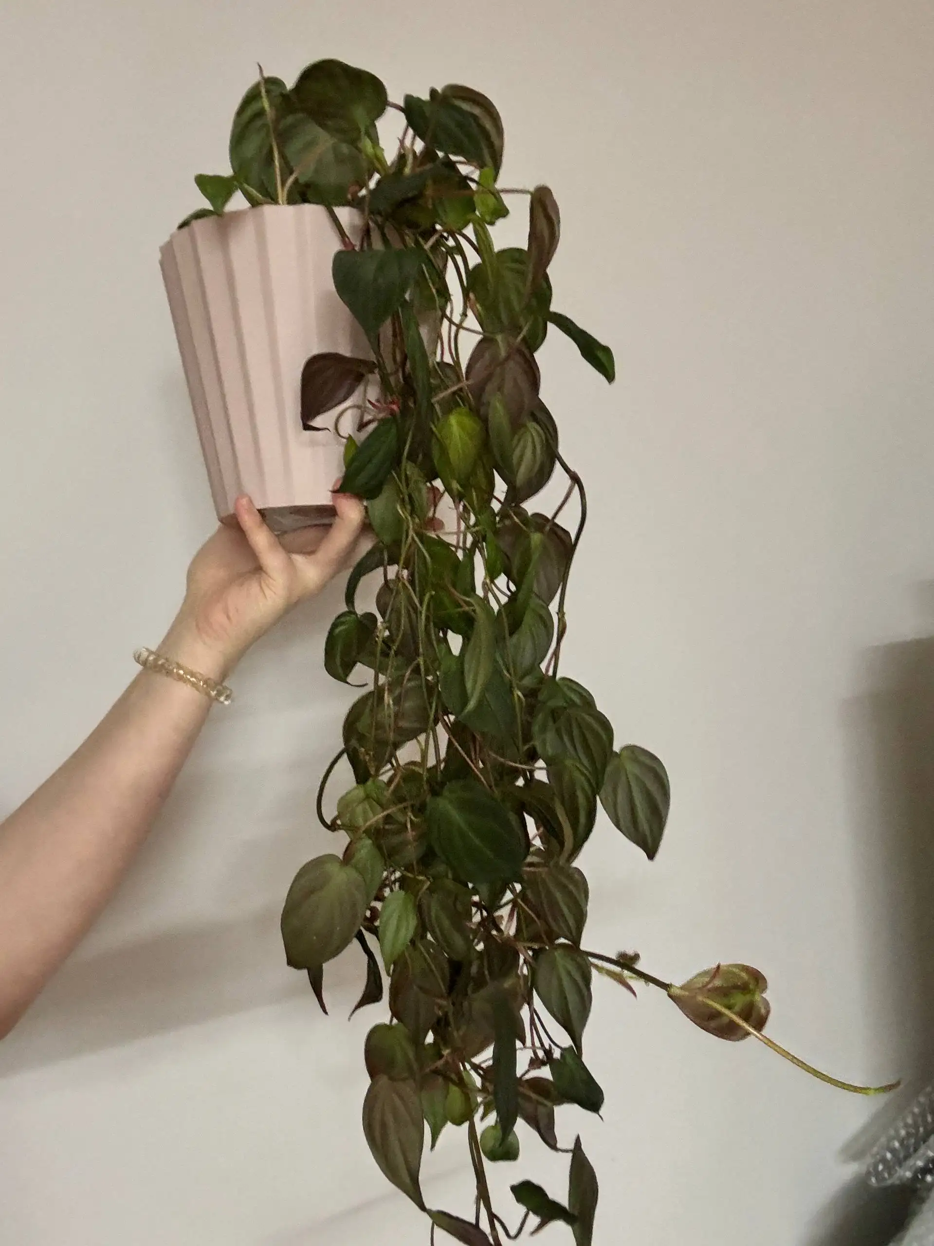 Продажа комнатных растений - Комнатные растения (Хобби и отдых) в Красноярск