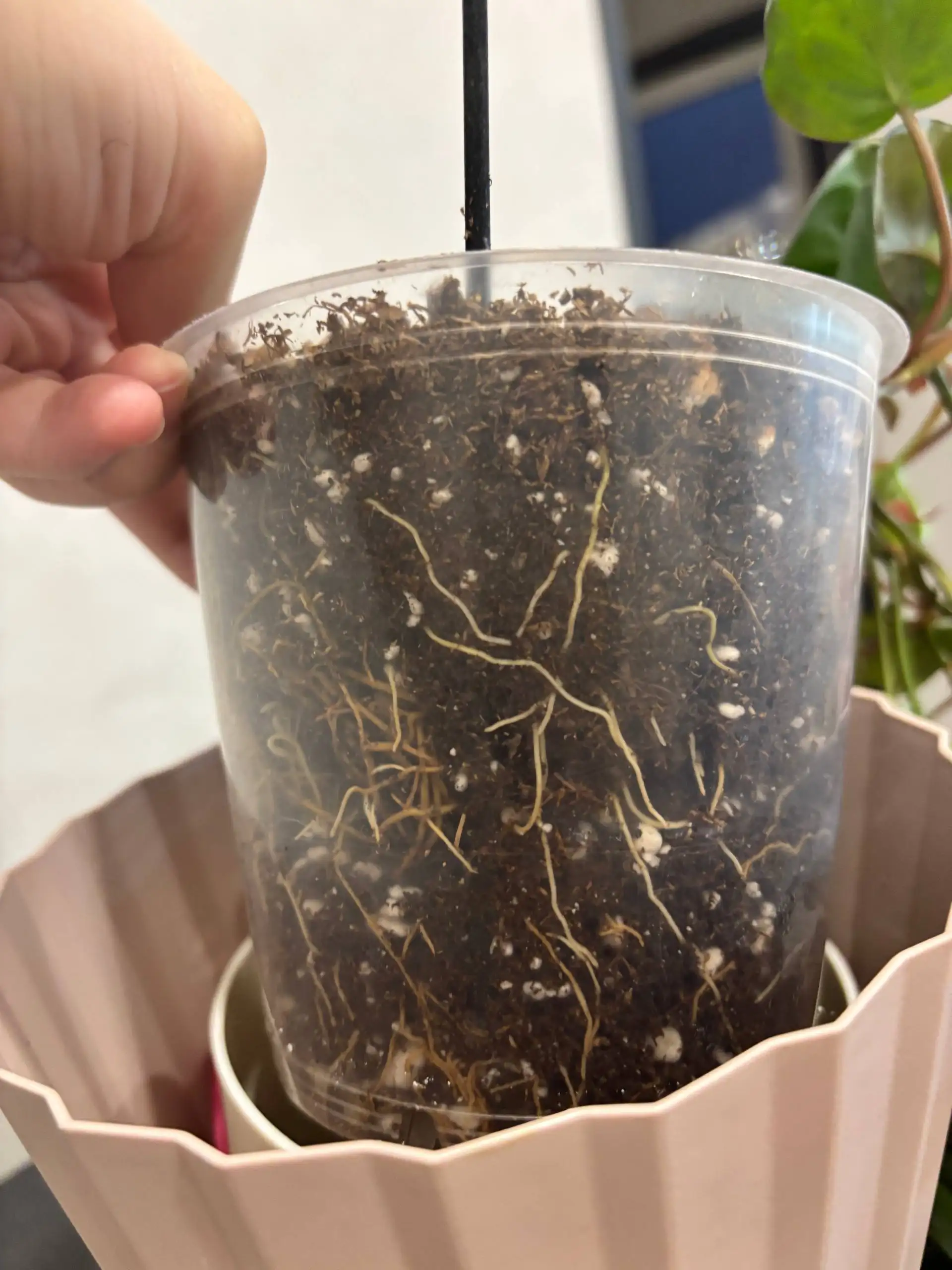 Продажа комнатных растений - Комнатные растения (Хобби и отдых) в Красноярск