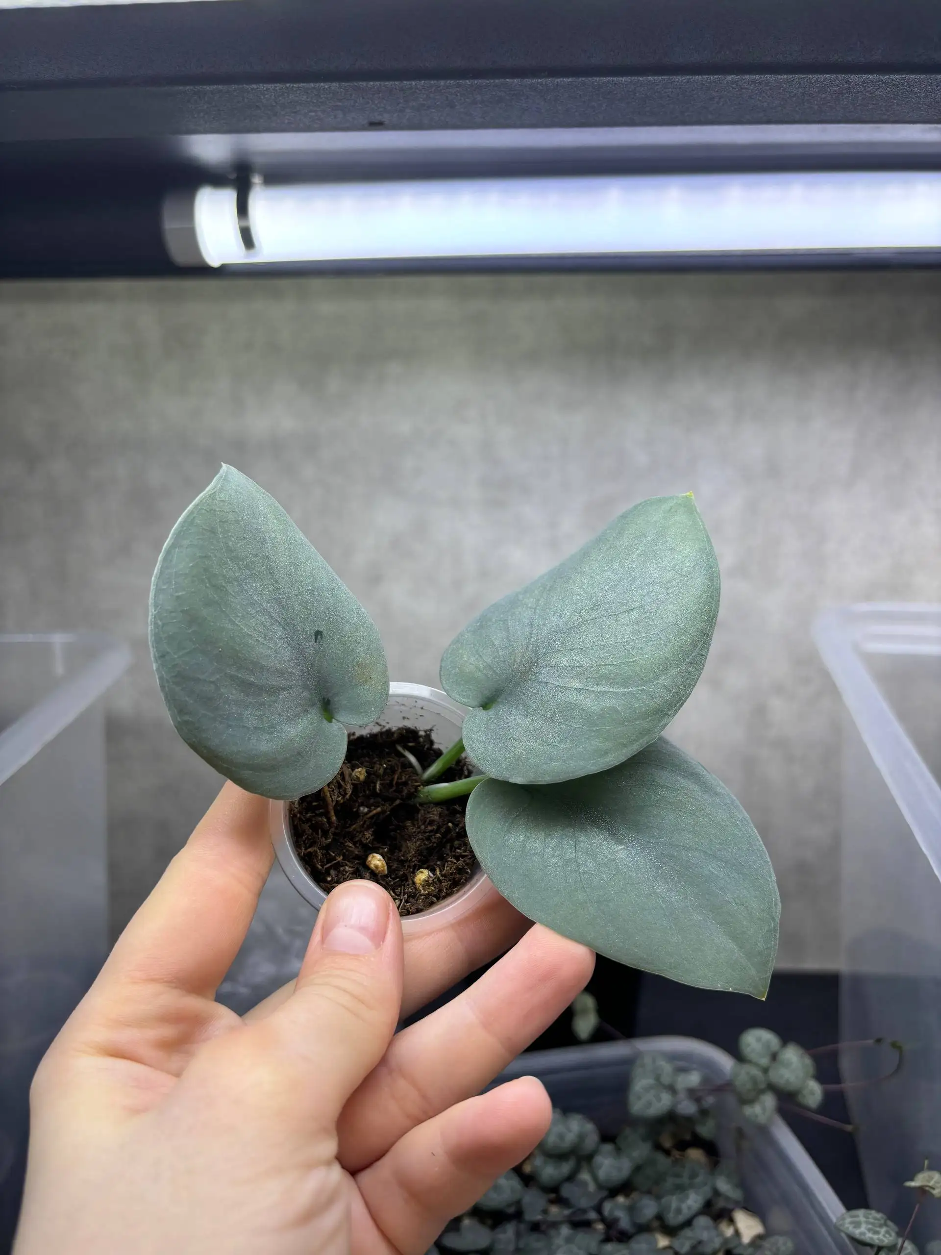 Продажа комнатных растений - Комнатные растения (Хобби и отдых) в Красноярск