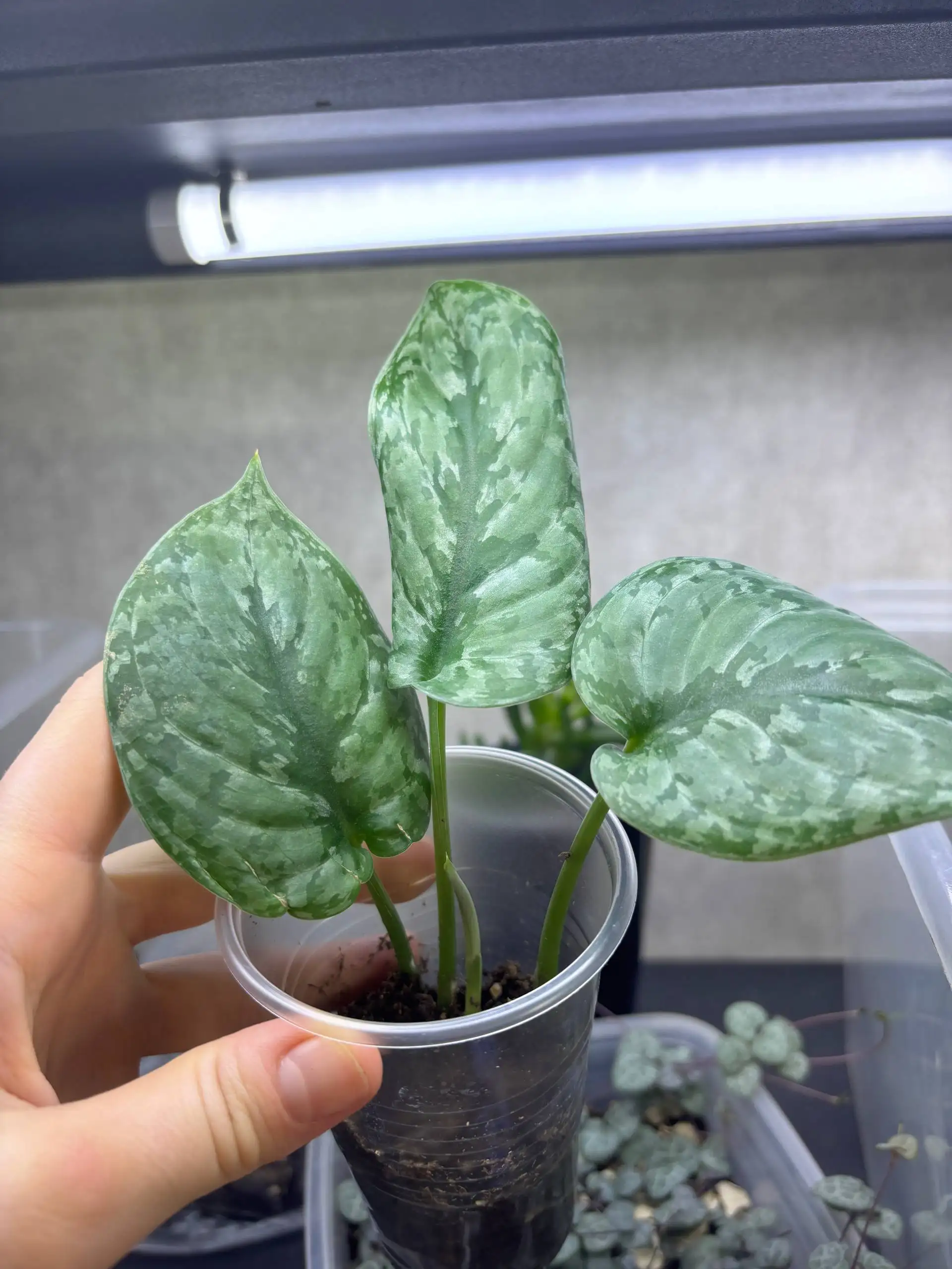 Продажа комнатных растений - Комнатные растения (Хобби и отдых) в Красноярск