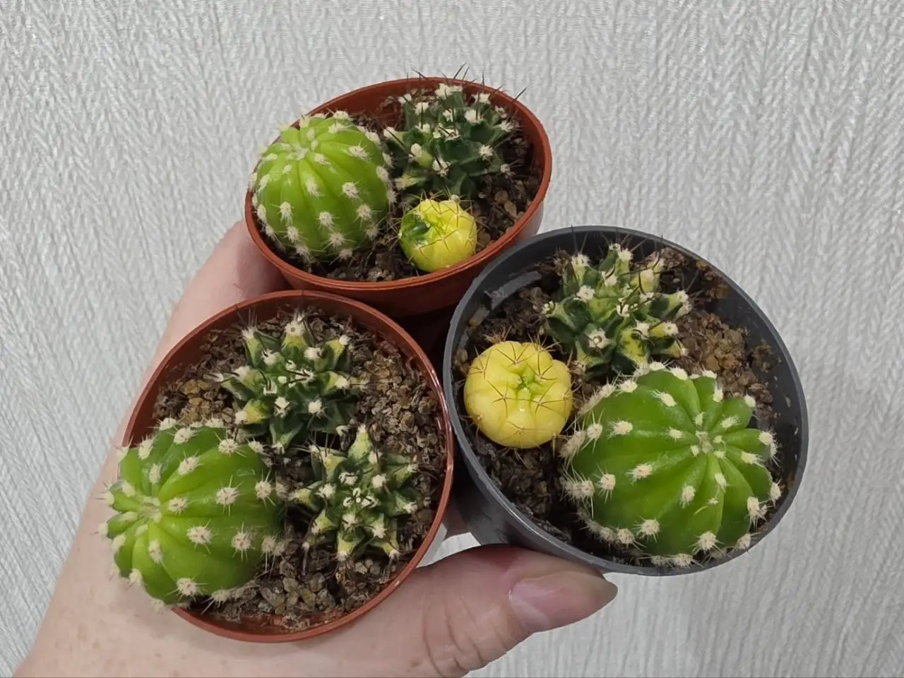 Наборчики вариегатных кактусов в горшочках - Комнатные растения (Хобби и отдых) в Красноярск