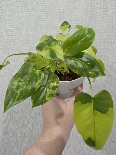 Филодендрон Burle Marx var. кустовой сорт - Садоводство/Растения в Красноярск