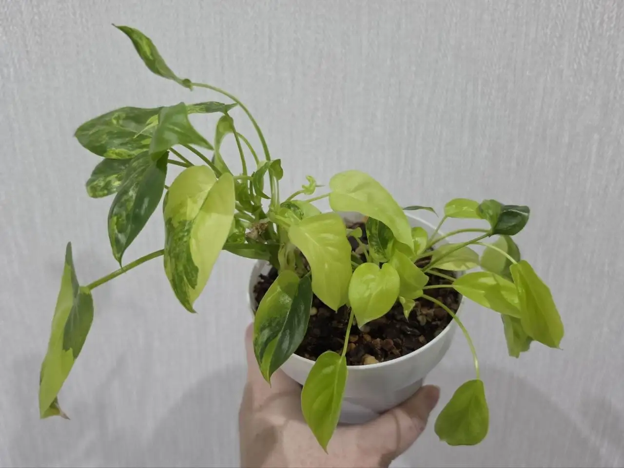 Филодендрон Burle Marx var. кустовой сорт - Комнатные растения (Хобби и отдых) в Красноярск