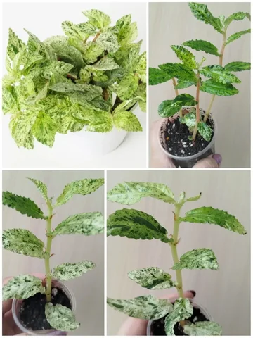 Черенки пеллионии - Садоводство/Растения в Красноярск