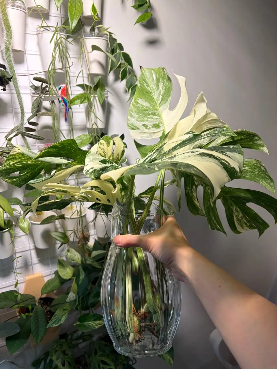 Монстера Альба черенки - Комнатные растения (Хобби и отдых) в Красноярск