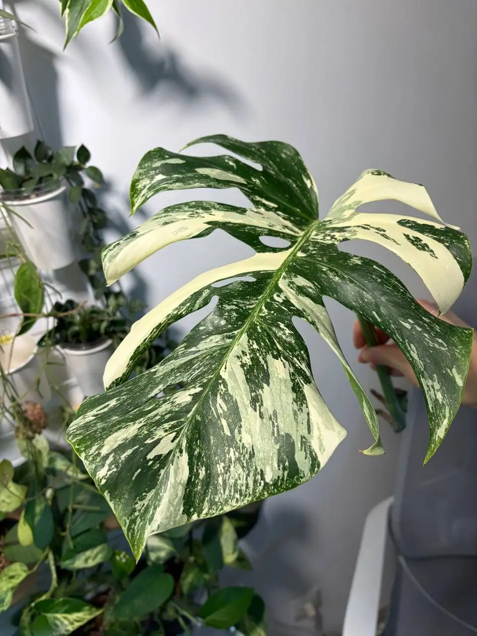 Монстера Альба черенки - Комнатные растения (Хобби и отдых) в Красноярск
