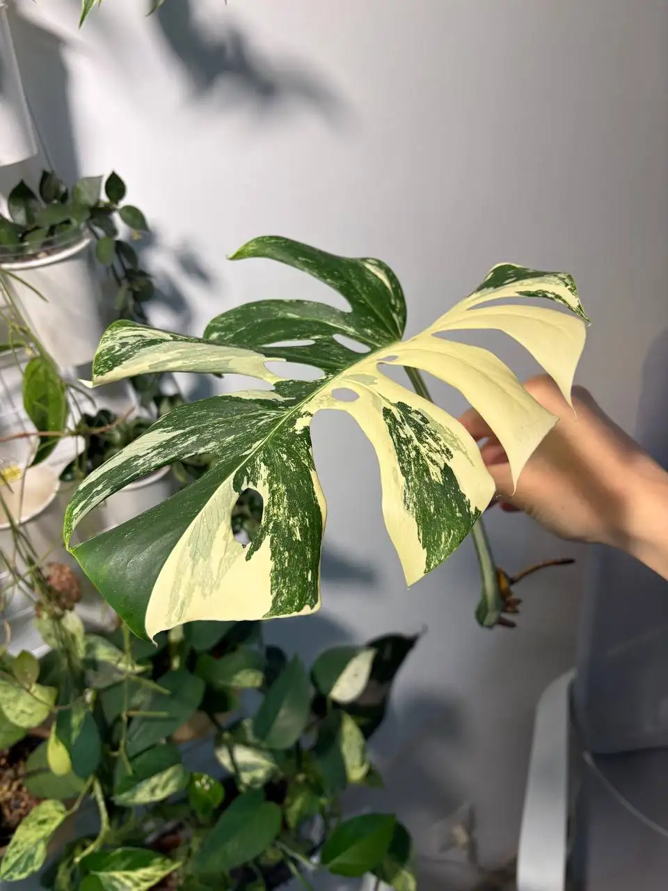 Монстера Альба черенки - Комнатные растения (Хобби и отдых) в Красноярск
