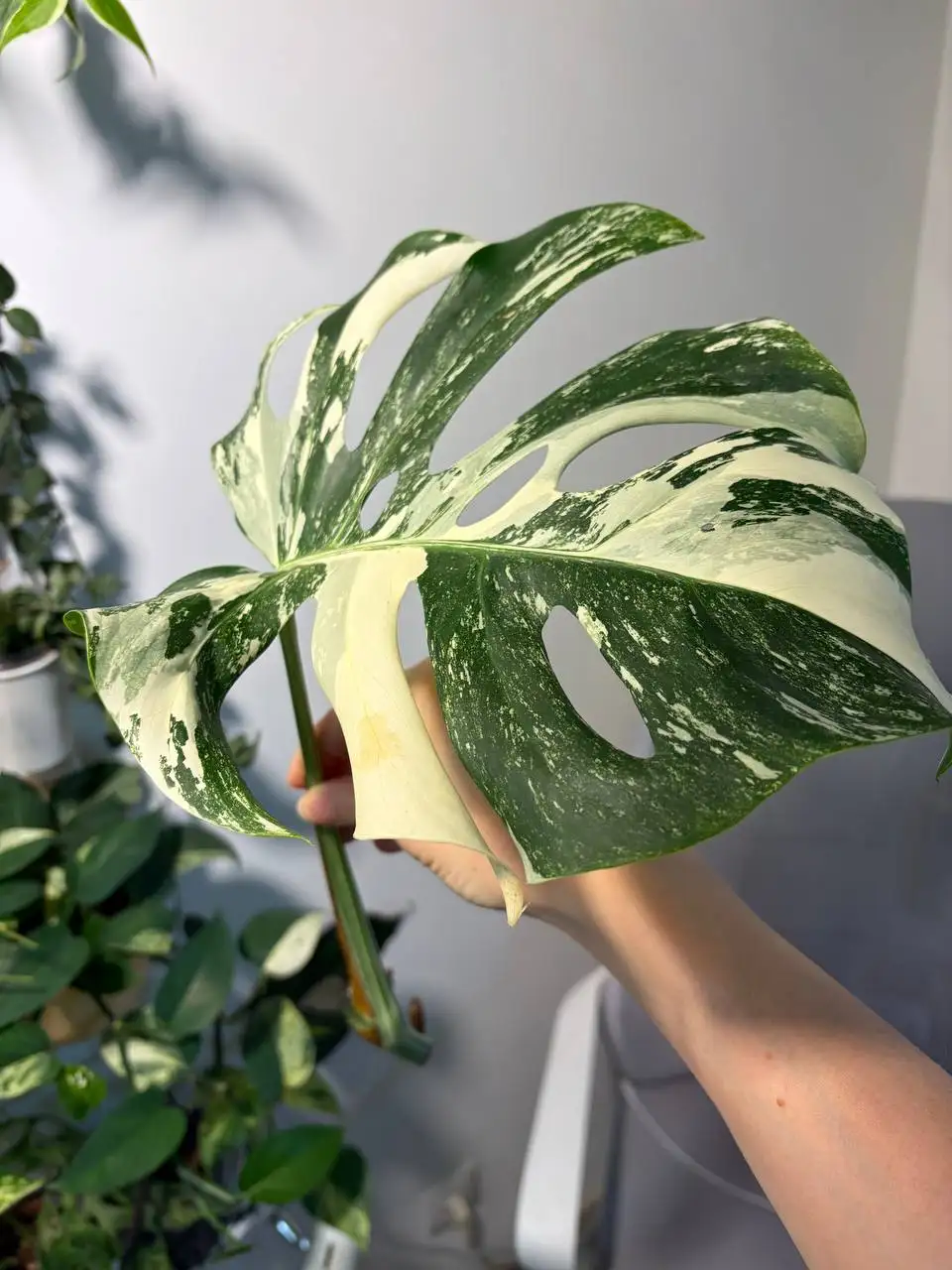 Монстера Альба черенки - Комнатные растения (Хобби и отдых) в Красноярск