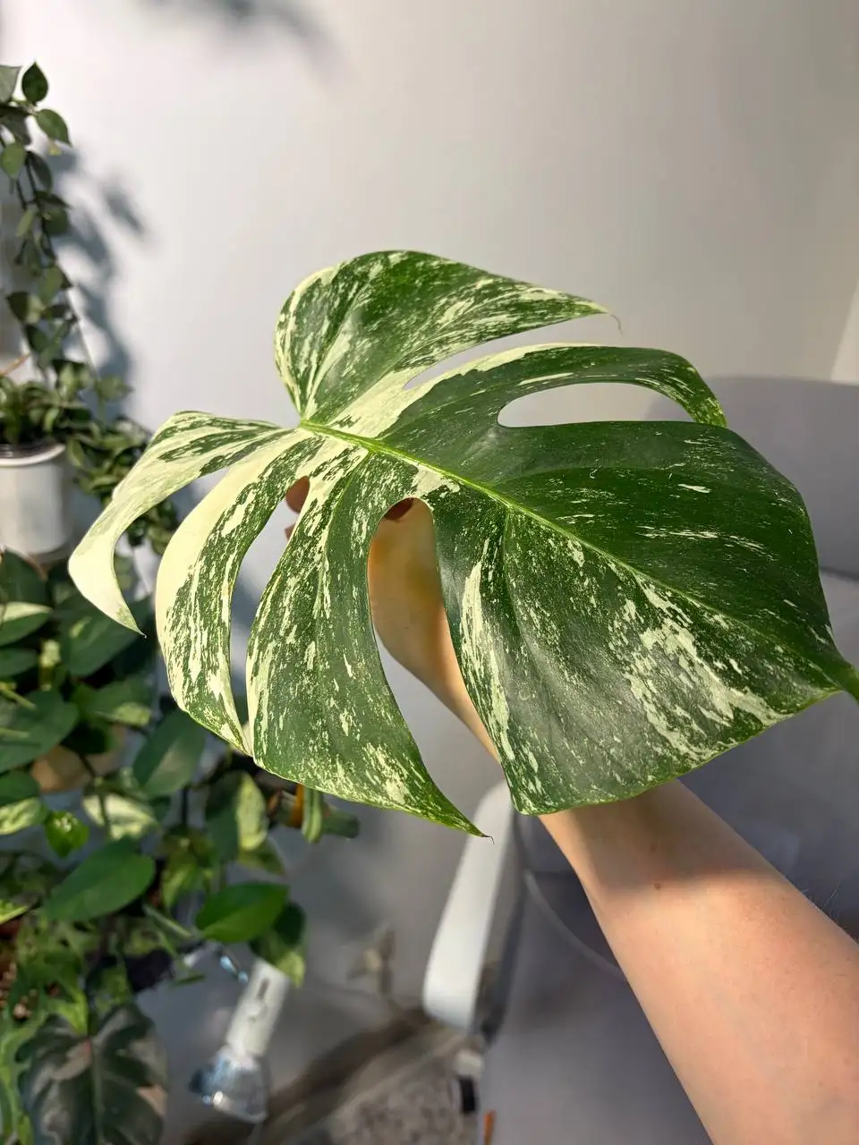 Монстера Альба черенки - Комнатные растения (Хобби и отдых) в Красноярск