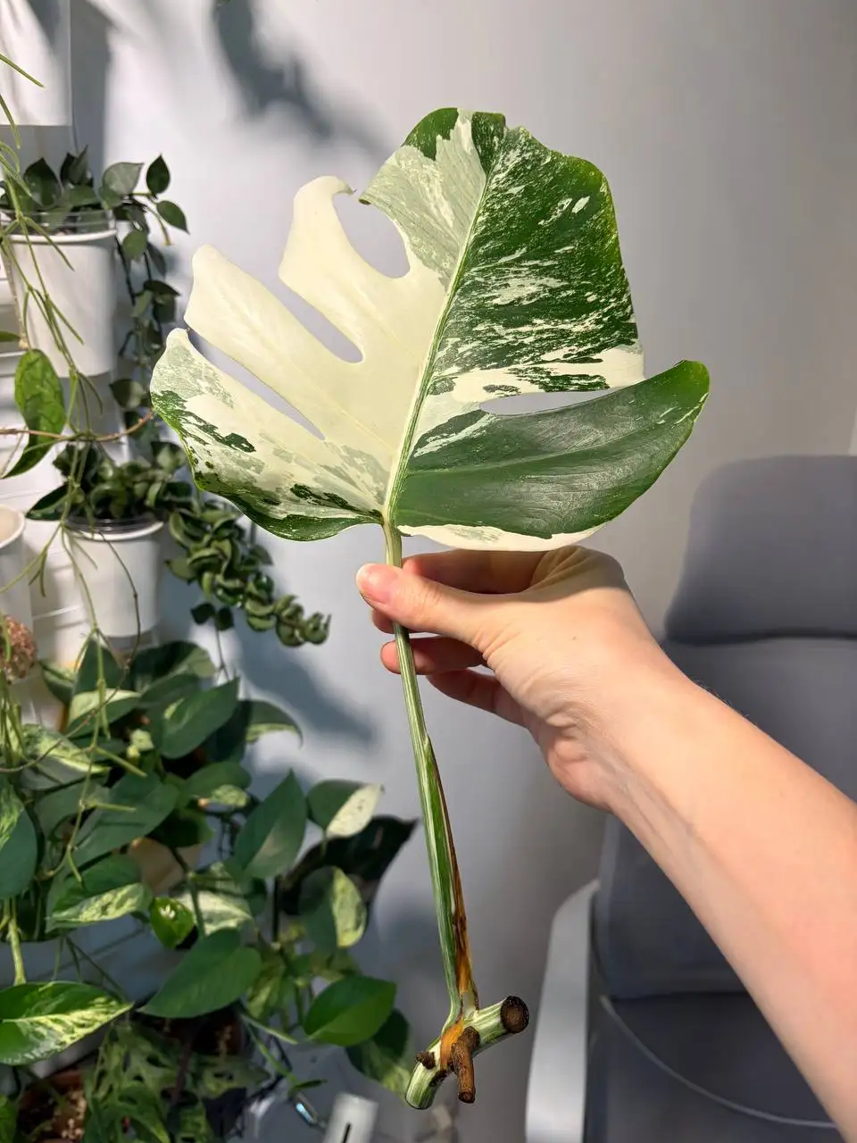 Монстера Альба черенки - Комнатные растения (Хобби и отдых) в Красноярск