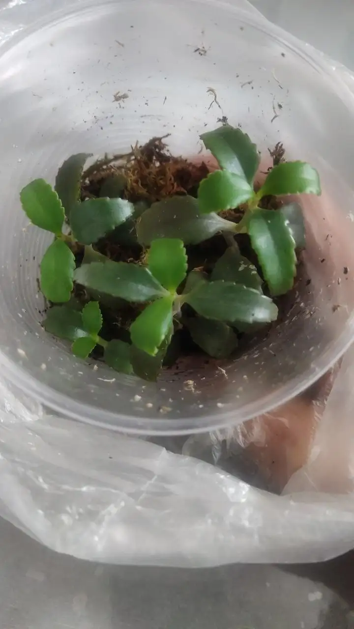 Неизвестные ростки в денежном дереве - Комнатные растения (Хобби и отдых) в Красноярск