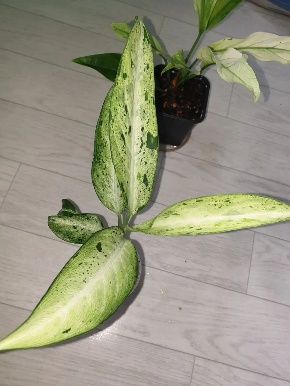 Диффа камуфляж/снежный шторм - Комнатные растения в Красноярск