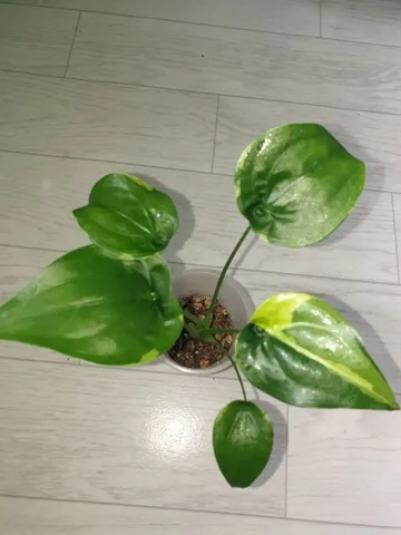 Алоказия кукулата - Садоводство/Растения в Красноярск