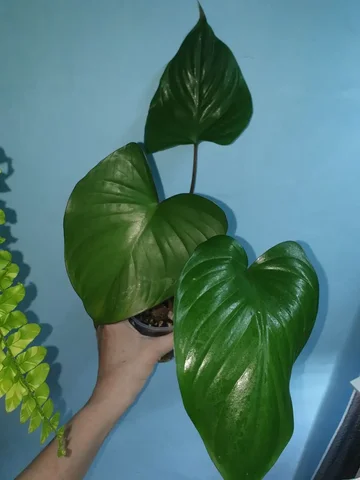 Хома Rubensis комнатное растение - Садоводство/Растения в Красноярск