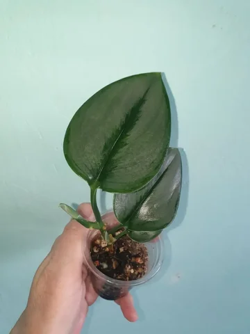 Продажа комнатных растений Мунлайт 400 в Красноярске - Садоводство/Растения в Красноярск