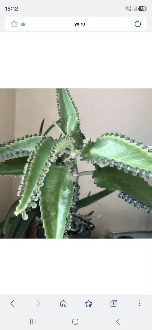 Комнатные растения в Красноярске - Комнатные растения (Хобби и отдых) в Красноярск