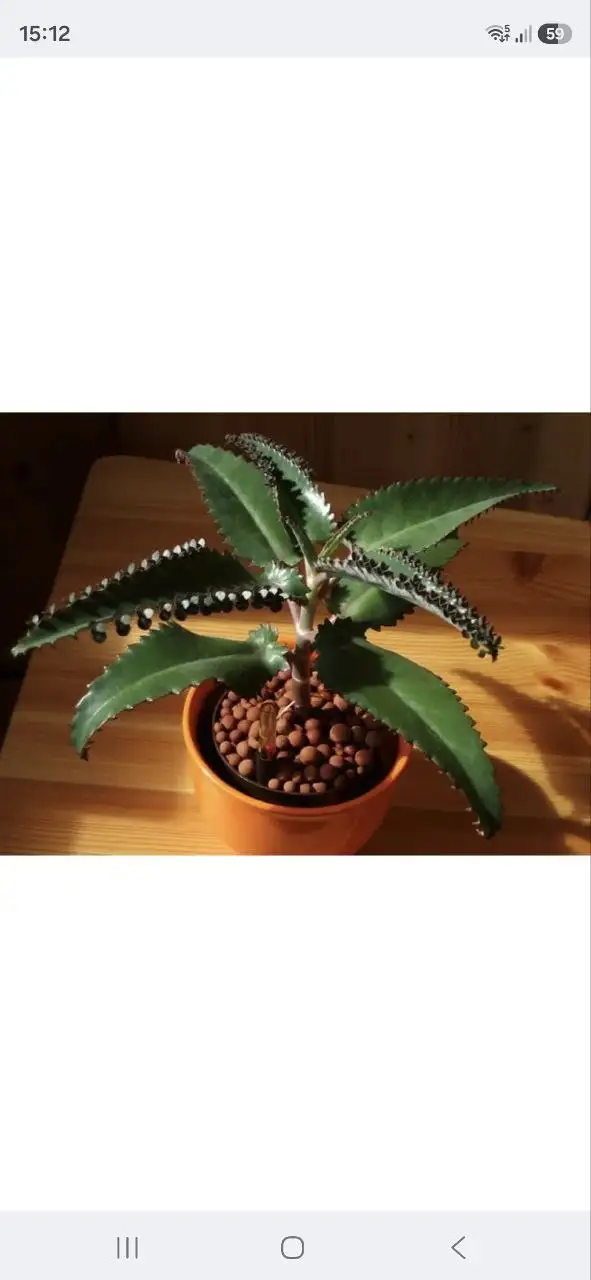 Комнатные растения в Красноярске - Комнатные растения (Хобби и отдых) в Красноярск