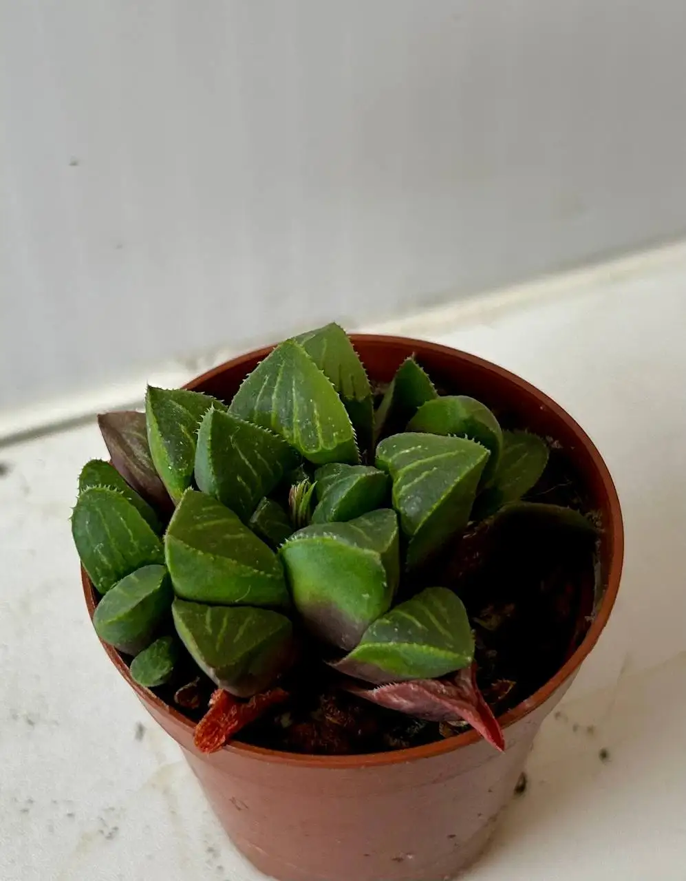 Хавортии в Красноярске - Комнатные растения (Хобби и отдых) в Красноярск