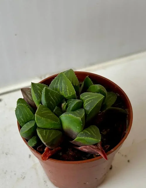 Хавортии в Красноярске - Садоводство/Растения в Красноярск