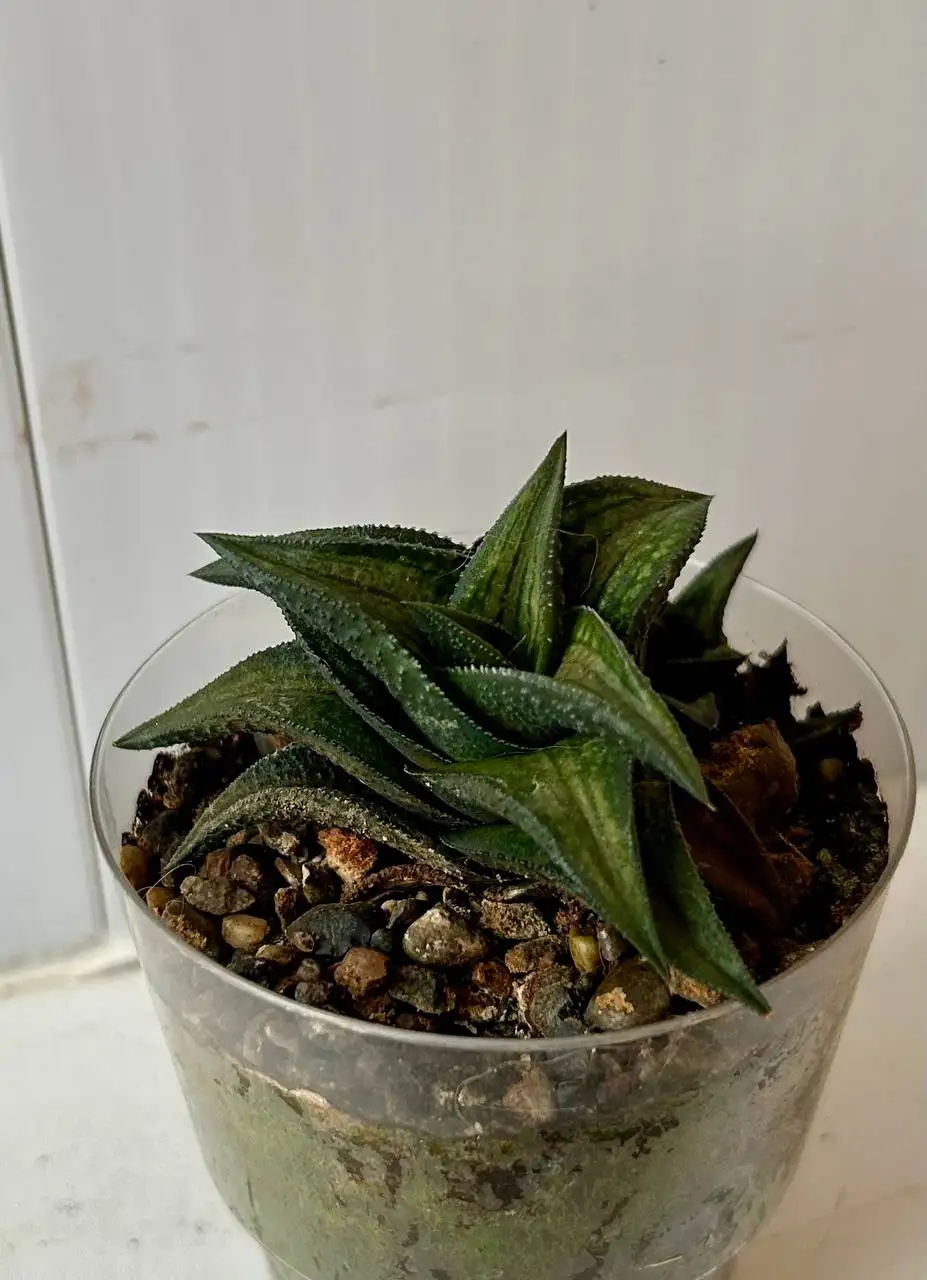 Хавортии в Красноярске - Комнатные растения (Хобби и отдых) в Красноярск