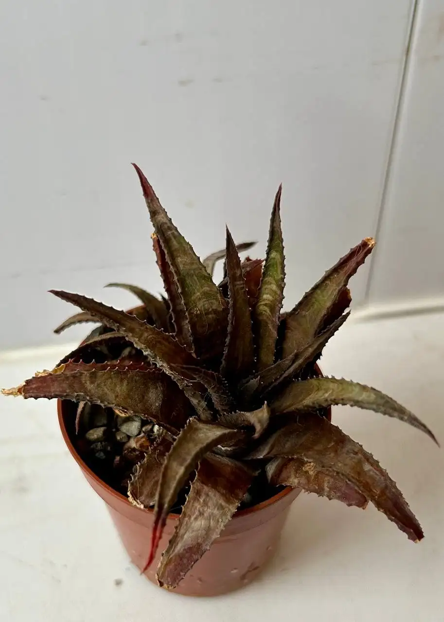 Хавортии в Красноярске - Комнатные растения (Хобби и отдых) в Красноярск