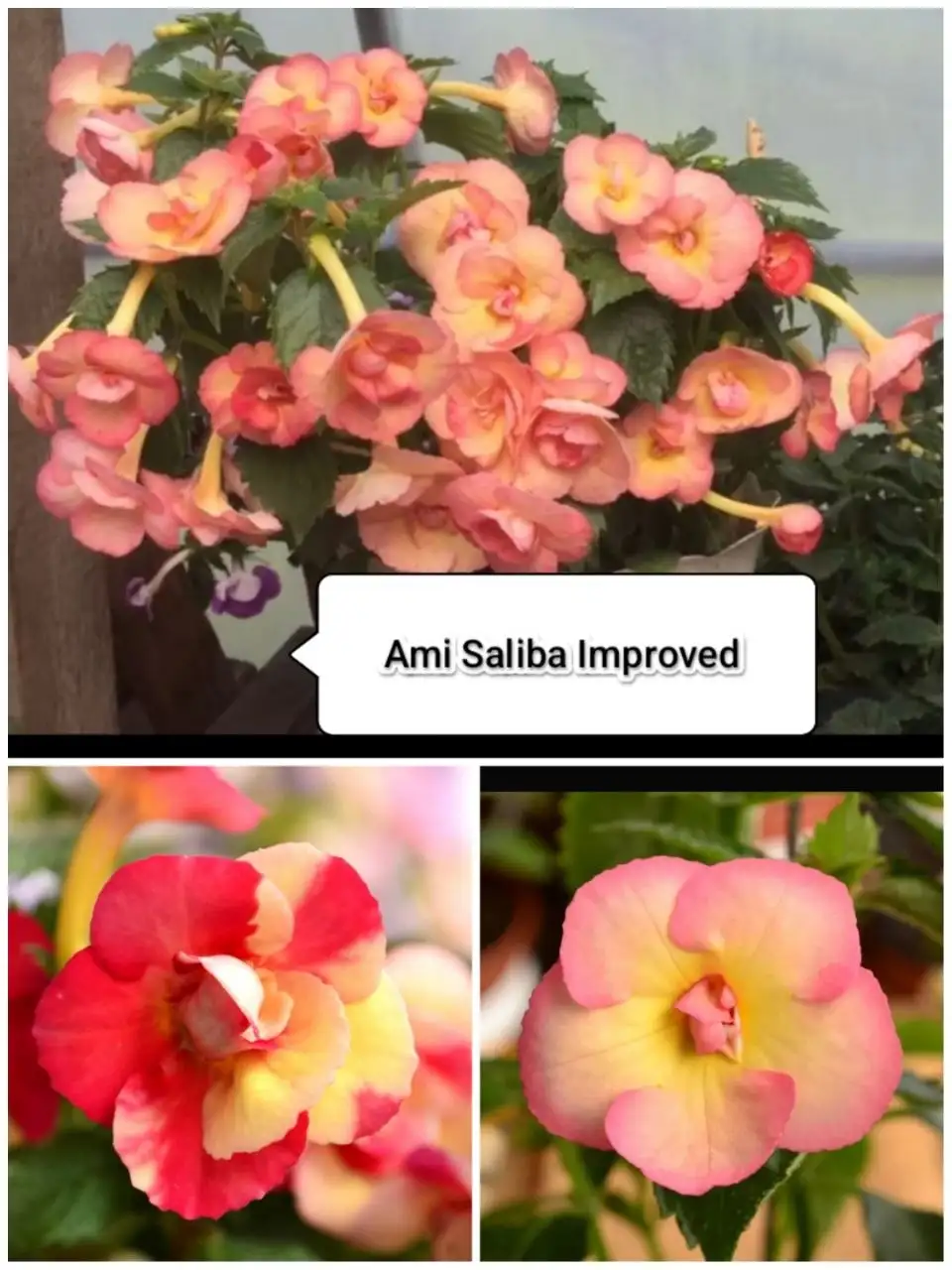 Продажа ахименесов в стаканчиках - Комнатные растения (Хобби и отдых) в Красноярск