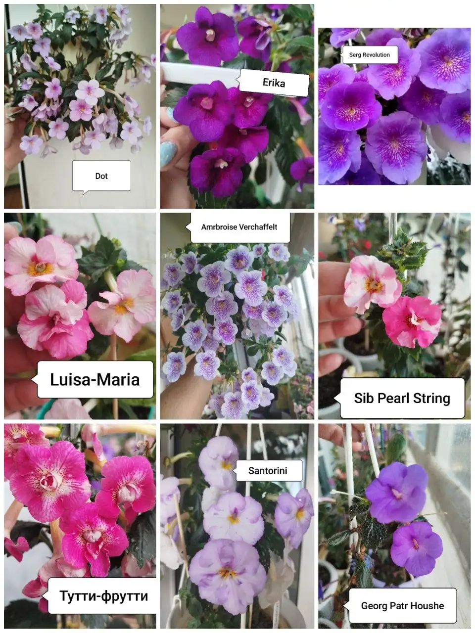 Продажа ахименесов в стаканчиках - Комнатные растения (Хобби и отдых) в Красноярск