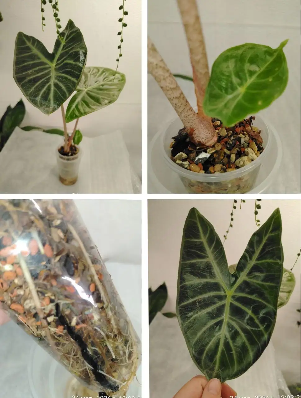 Алоказия Айвори Кост - Комнатные растения (Хобби и отдых) в Красноярск