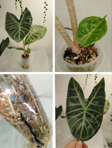 Алоказия Айвори Кост - Садоводство/Растения в Красноярск