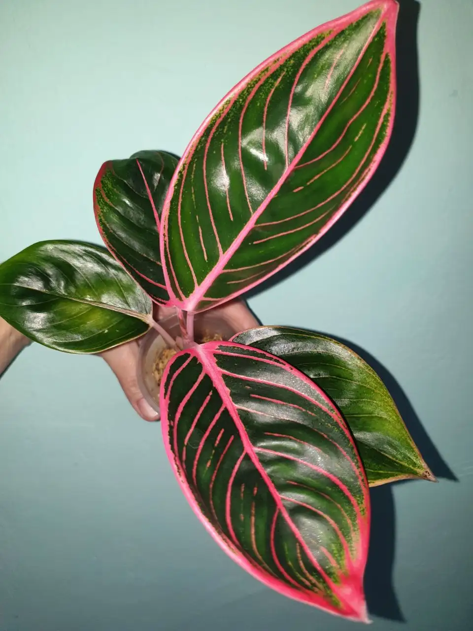 Антуриум Волна любви - Комнатные растения (Хобби и отдых) в Красноярск