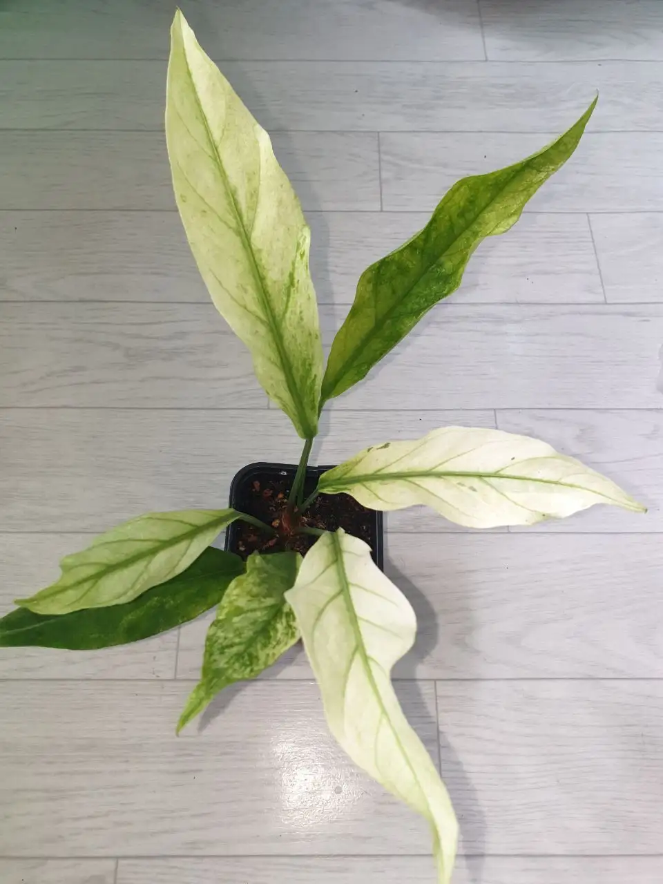 Антуриум Волна любви - Комнатные растения (Хобби и отдых) в Красноярск