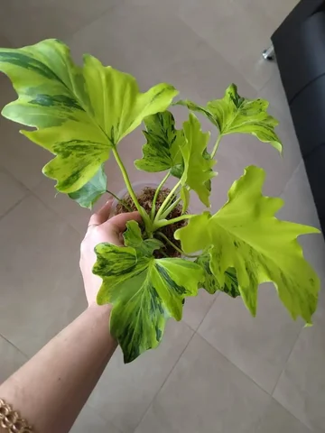 Филодендрон Sellum адаптированный - Инструменты в Красноярск