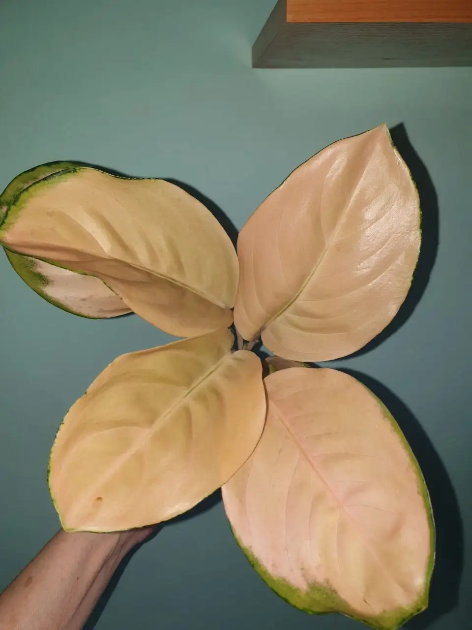 Комнатные растения Еллоу кочин Нинин и Оксанин платинум - Комнатные растения (Хобби и отдых) в Красноярск