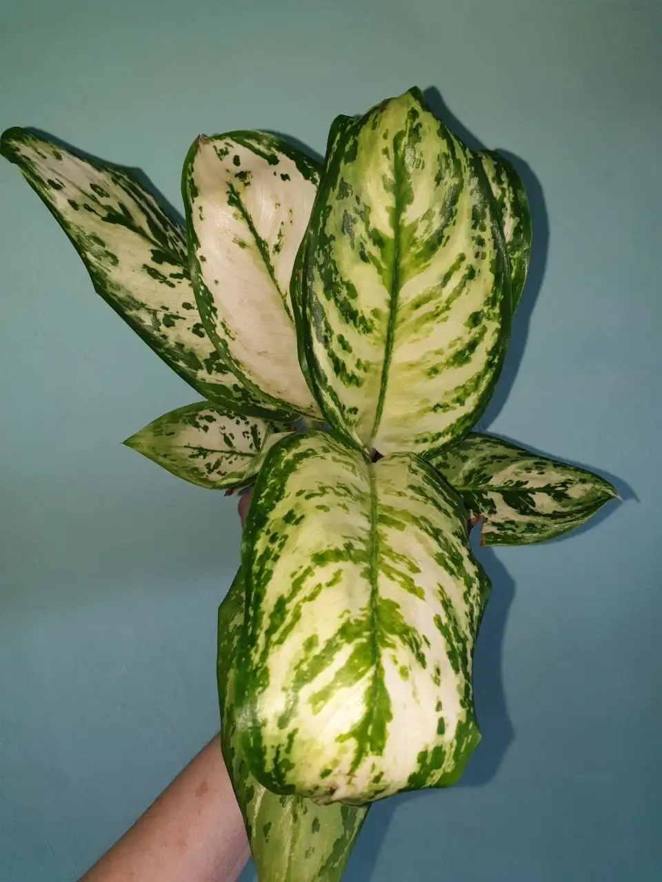 Комнатные растения в Красноярске - Комнатные растения (Для дома и дачи) в Красноярск