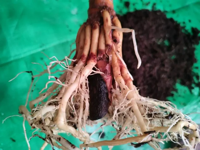 Проблема с корнями драцены - Садоводство/Растения в Красноярск