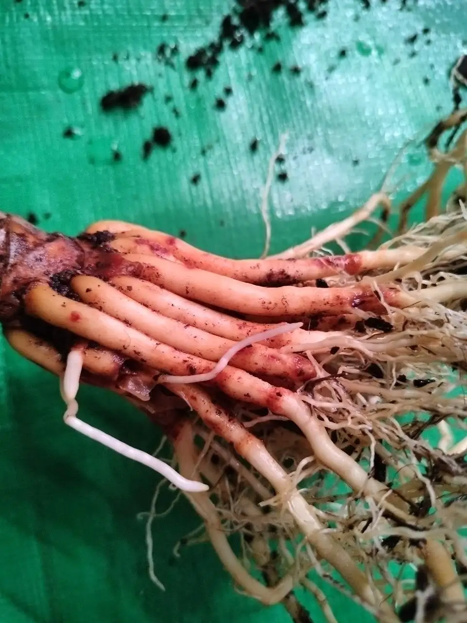 Проблема с корнями драцены - Комнатные растения (Хобби и отдых) в Красноярск