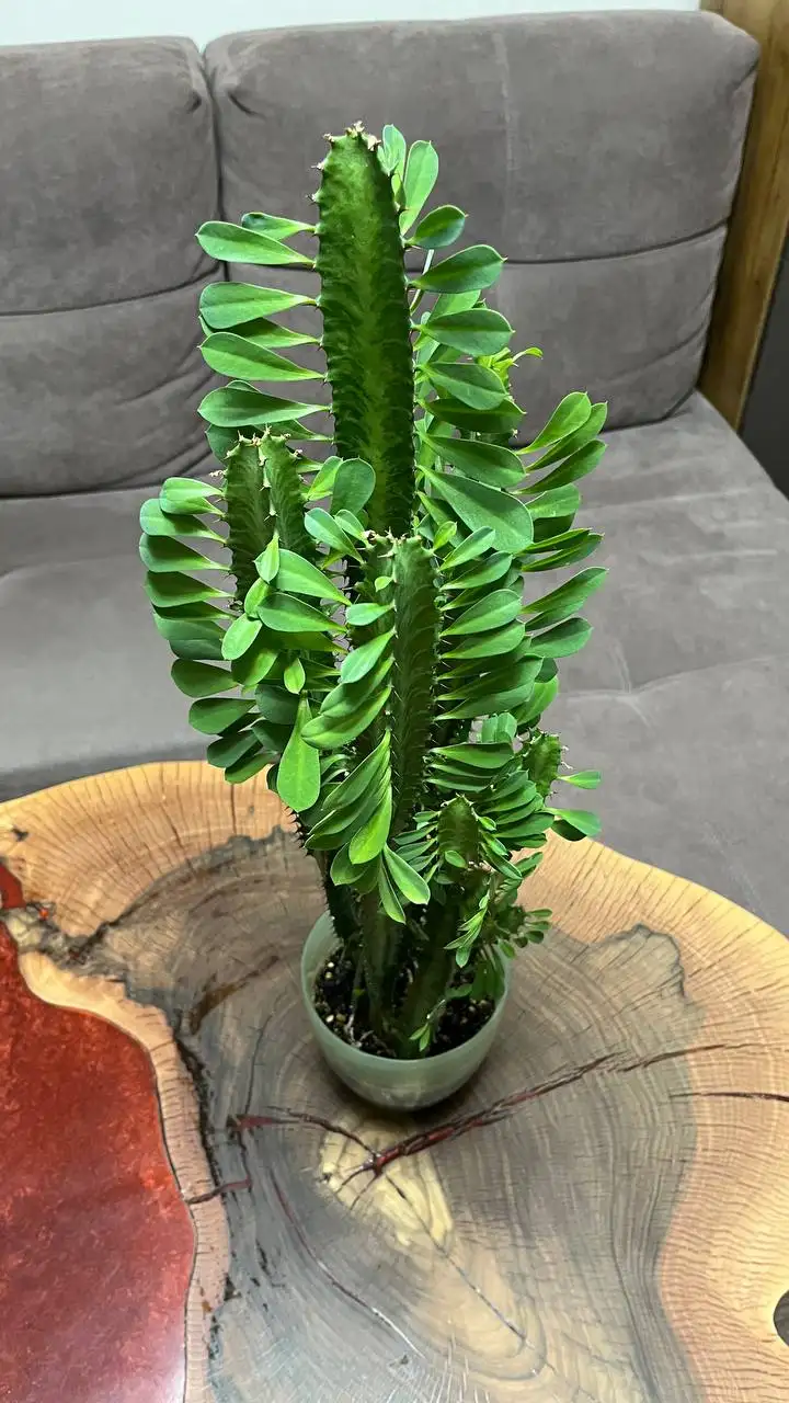 Продам молочай - Комнатные растения (Хобби и отдых) в Красноярск