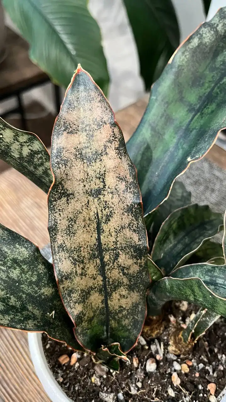 Продам сансевиерию Кирки Браун - Комнатные растения (Хобби и отдых) в Красноярск