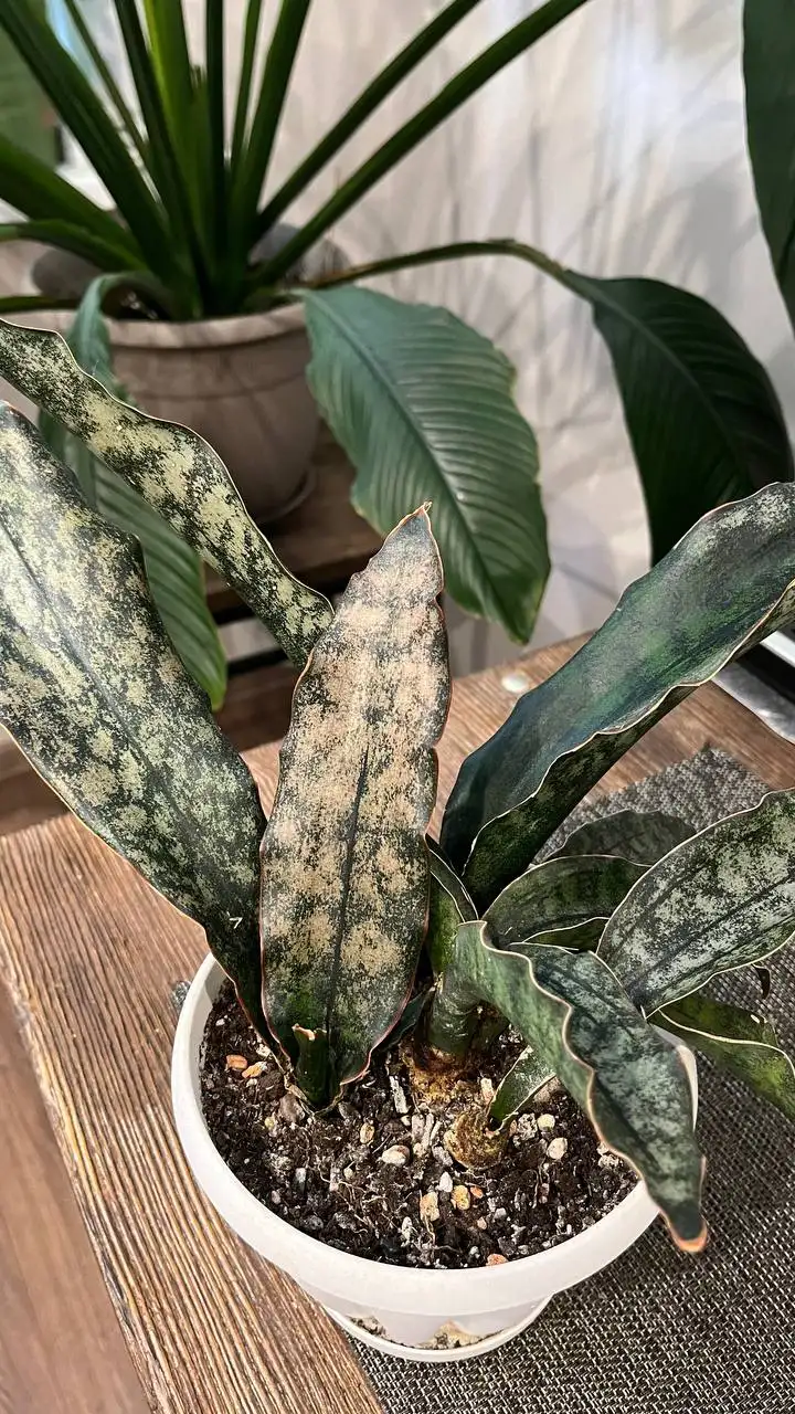 Продам сансевиерию Кирки Браун - Комнатные растения (Хобби и отдых) в Красноярск