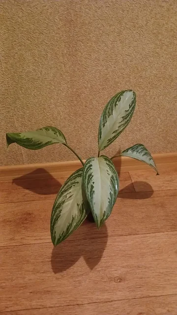 Аглаонема комнатное растение - Свадебные услуги в Красноярск