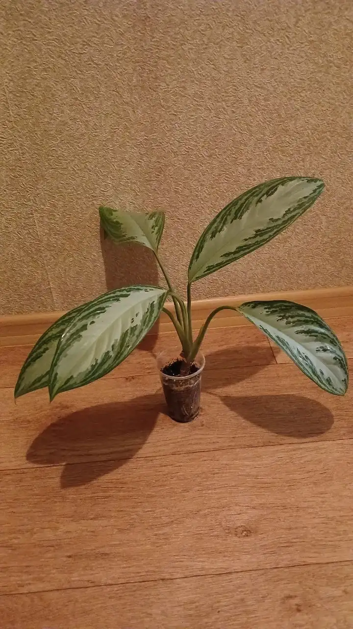 Аглаонема комнатное растение - Комнатные растения (Хобби и отдых) в Красноярск